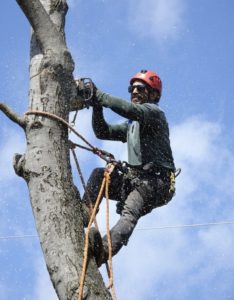 10 reasons for pro tree removal