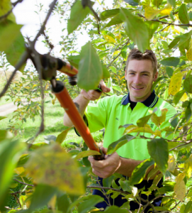 what does an arborist do?